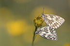 Marbled White