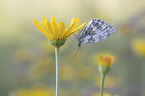 Marbled White