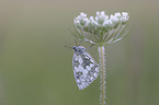 Marbled White