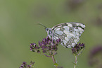 Marbled White