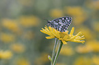 Marbled White