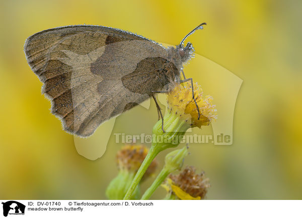 meadow brown butterfly / DV-01740
