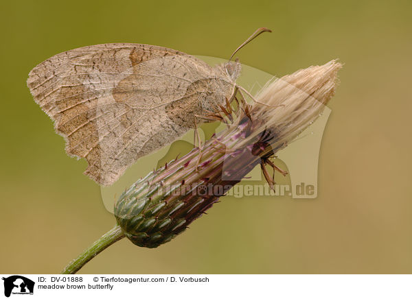 meadow brown butterfly / DV-01888