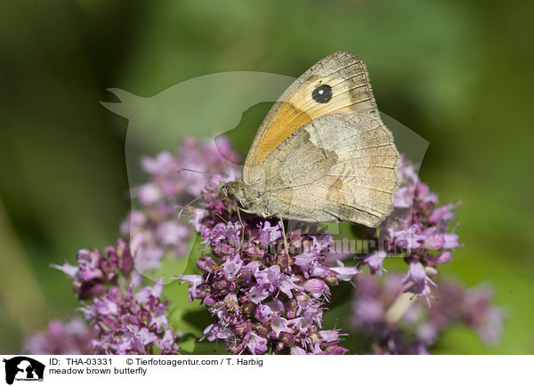 meadow brown butterfly / THA-03331