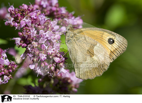 meadow brown butterfly / THA-03332