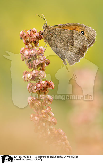 meadow brown butterfly / DV-02406