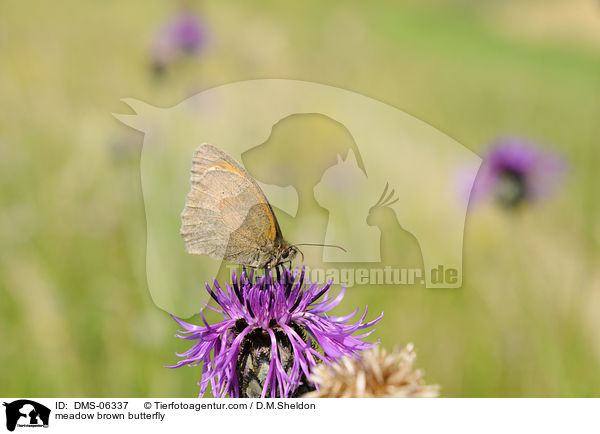meadow brown butterfly / DMS-06337