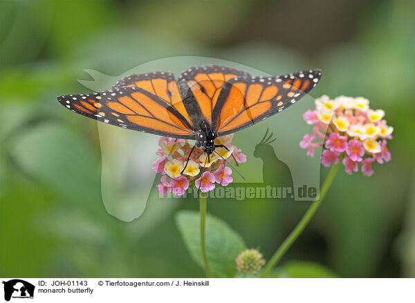 Amerikanischer Monarch / monarch butterfly / JOH-01143