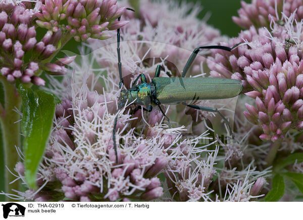 musk beetle / THA-02919