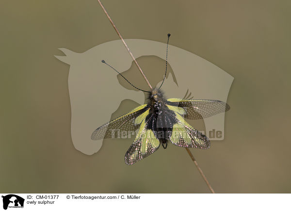 Libellen-Schmetterlingshaft / owly sulphur / CM-01377