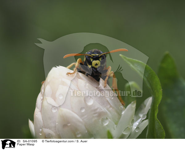 Feldwespe / Paper Wasp / SA-01095