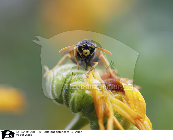 Feldwespe / Paper Wasp / SA-01098