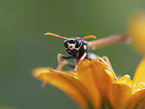 Paper Wasp