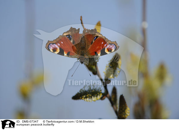 european peacock butterfly / DMS-07347