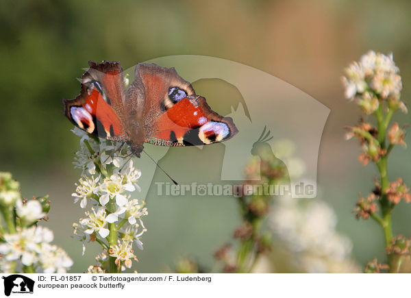 Tagpfauenauge / european peacock butterfly / FL-01857