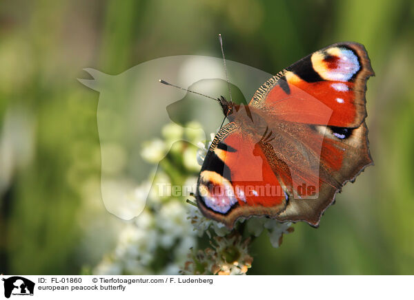european peacock butterfly / FL-01860