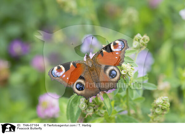 Peacock Butterfly / THA-07164