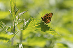 Pearl-bordered Fritillary