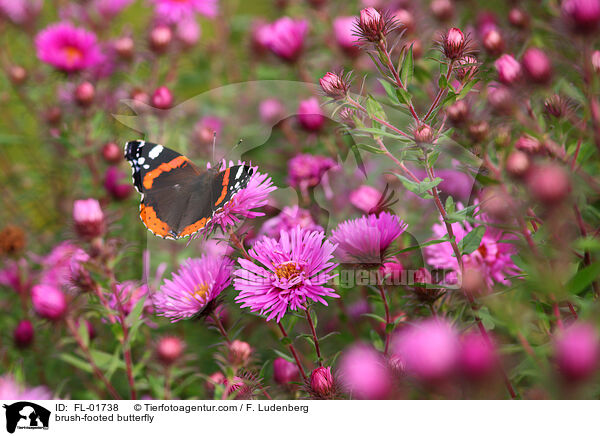 brush-footed butterfly / FL-01738