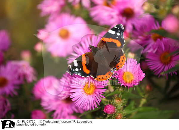 brush-footed butterfly / FL-01739
