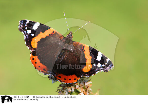 brush-footed butterfly / FL-01861