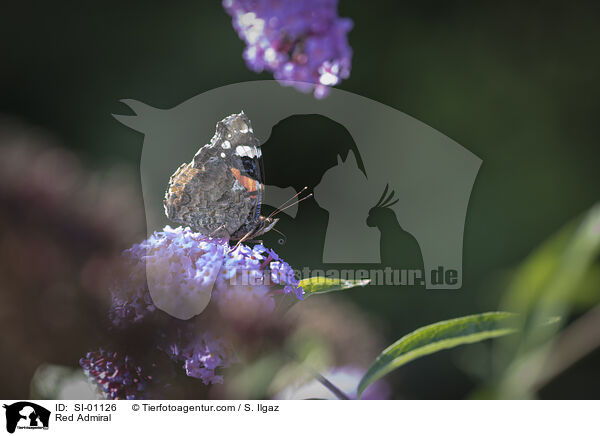 Red Admiral / SI-01126