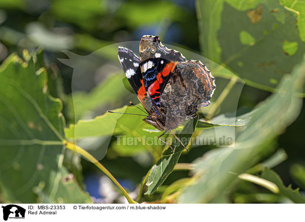Red Admiral / MBS-23353