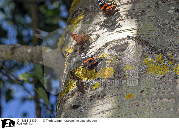 Red Admiral / MBS-23354