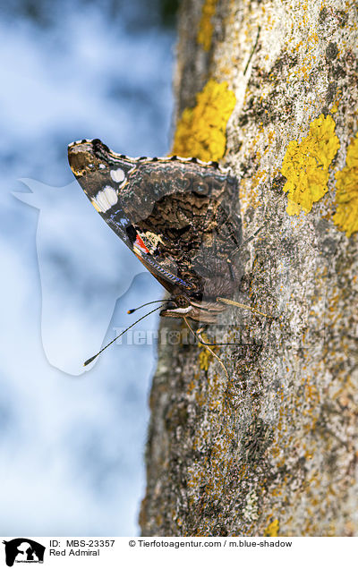 Red Admiral / MBS-23357