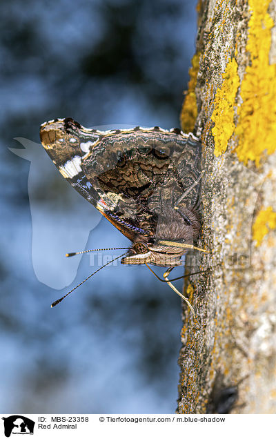 Red Admiral / MBS-23358