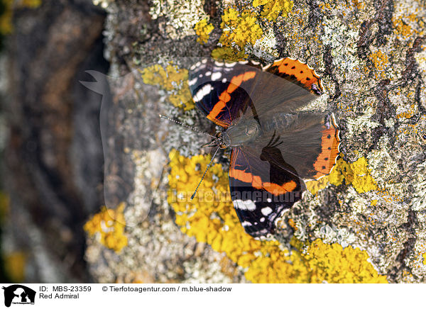 Red Admiral / MBS-23359