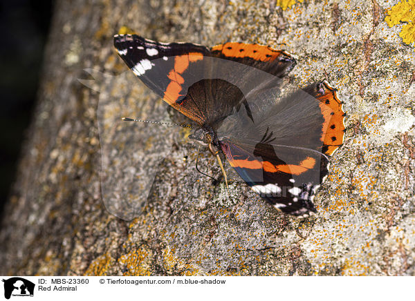 Red Admiral / MBS-23360