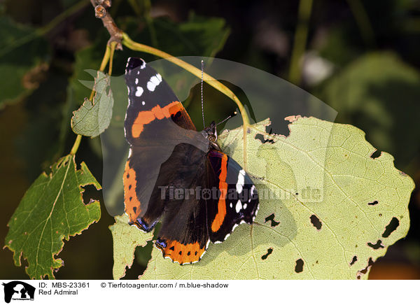 Red Admiral / MBS-23361