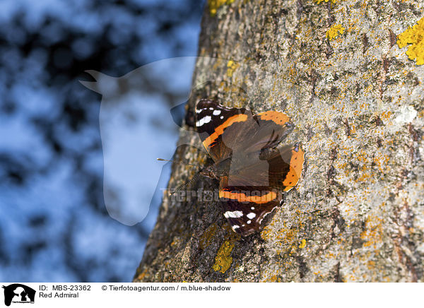 Red Admiral / MBS-23362