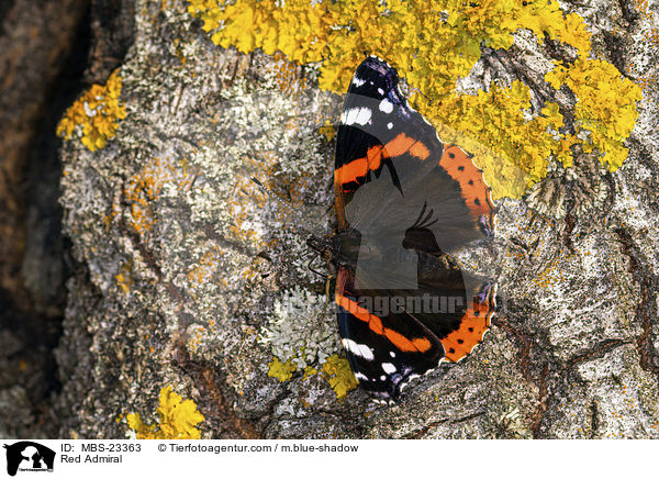 Red Admiral / MBS-23363