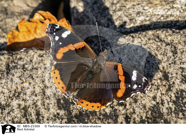 Red Admiral / MBS-23369