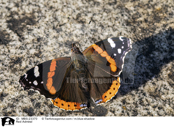 Red Admiral / MBS-23370