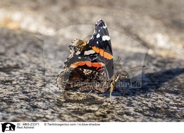 Red Admiral / MBS-23371