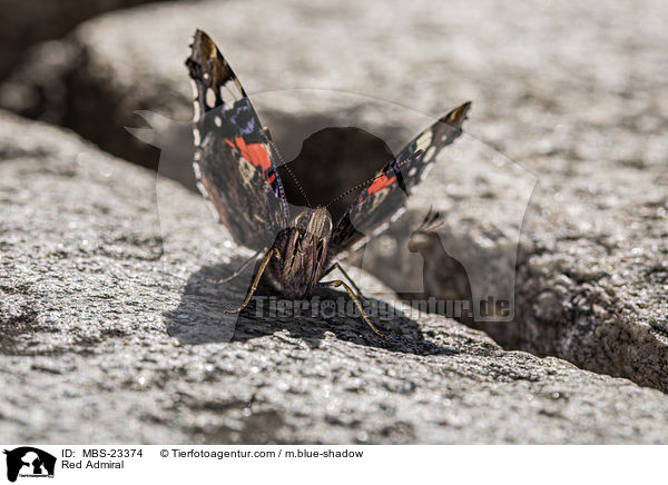 Red Admiral / MBS-23374