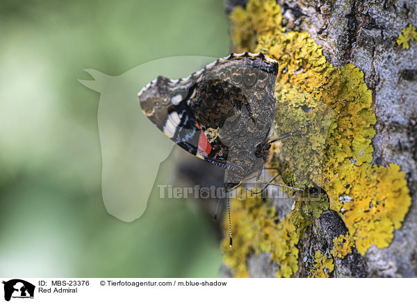 Red Admiral / MBS-23376