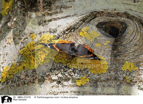 Red Admiral / MBS-23378