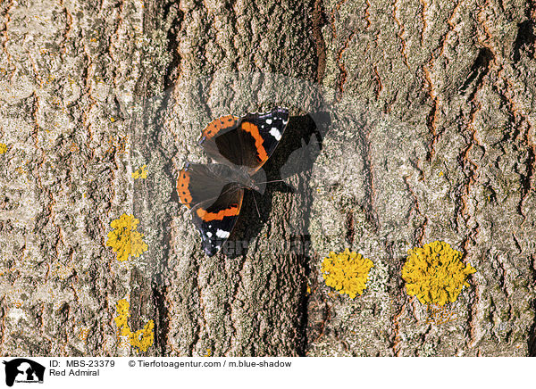 Red Admiral / MBS-23379