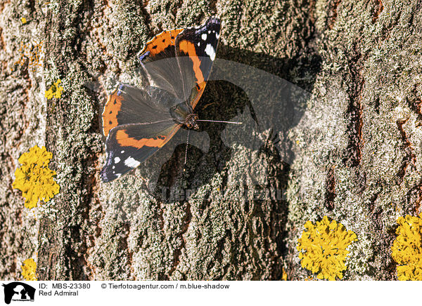 Red Admiral / MBS-23380