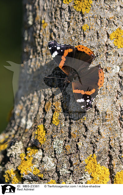 Red Admiral / MBS-23381