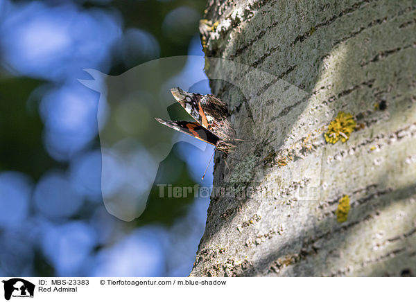 Red Admiral / MBS-23383