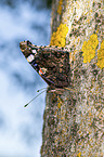 Red Admiral