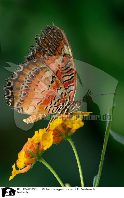 Bortenfalter / butterfly / DV-01225