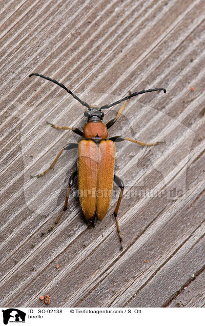 Rothalsbock / beetle / SO-02138