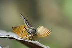 robber fly