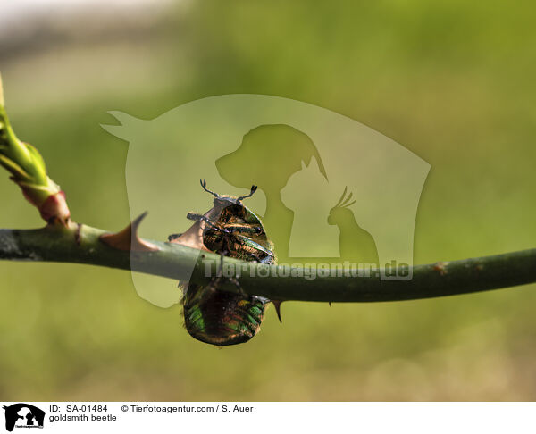 Goldglnzender Rosenkfer / goldsmith beetle / SA-01484